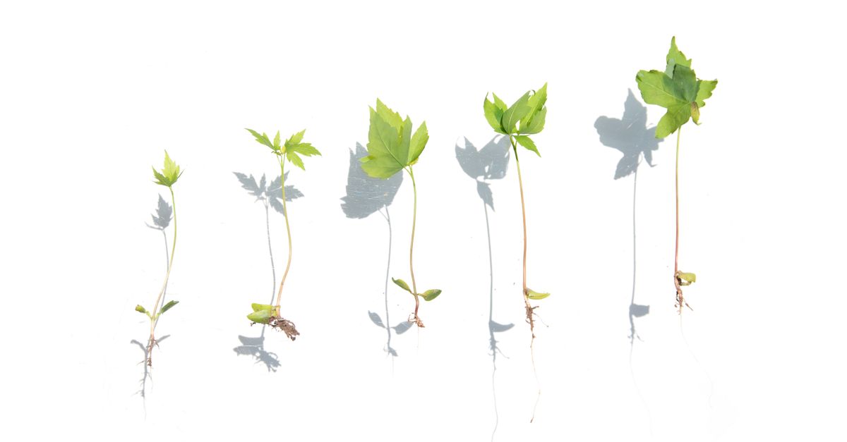 Series of young plant seedlings arranged on white background illustrating growth stages.